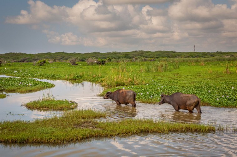 101 Bundala NP, waterbuffel.jpg